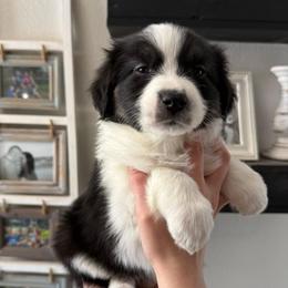 Symphony - Black tri-color female Australian Shepherd puppy in Weeki Wachee, Florida from Ace of Spades Australian Shepherds