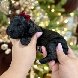 Godiva - Black female Goldendoodle puppy in Miami, Florida from Jade’s Paws & Co. Of Miami LLC