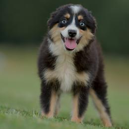 Boba - Black tri female Toy Australian Shepherd puppy in Hartman, Arkansas from Southern Edition Aussies