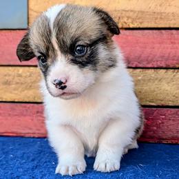 Kloe - Sable and white female American Corgi puppy in Shawnee, Oklahoma from Sunray Ranch