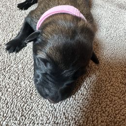Light pink - Fawn sable female Belgian Malinois puppy in Saint Amant, Louisiana from Mercy Kennels