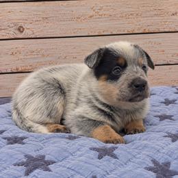 Dexter - Blue speckled male Australian Cattle Dog puppy in Scurry, Texas from RedHorizon AKC Australian Cattle Dogs (Heelers)