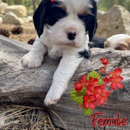 Girl 1 - Tri-color female Cavalier King Charles Spaniel puppy in Idaho City, Idaho from Whispering Pines Cavaliers