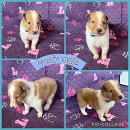 Goofy - Sable male Collie puppy in Elko, Nevada from Willow Creek Acres Dachshunds