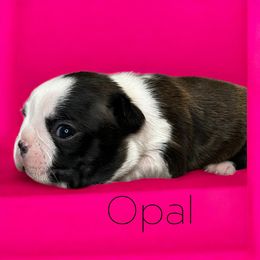 Opal - Black brindle and white female Boston Terrier puppy in Galena, Kansas from RottNBostons