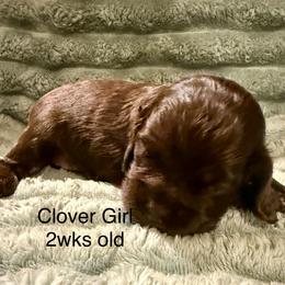 Clover - Brown female Cocker Spaniel puppy in Sumter, South Carolina from Cocker Eclipse In Home Kennel