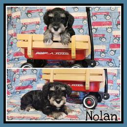 Nolan - Black and silver male Miniature Schnauzer puppy in Lebanon, Missouri from Cedar Glades Canines