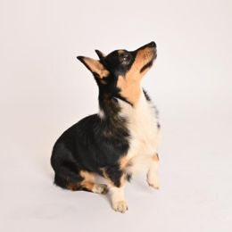 Quinevere - Pembroke Welsh Corgi