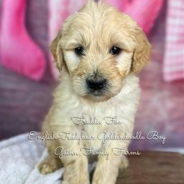 Freddie Foo English Teddybear - Apricot male Goldendoodle puppy in Grove, Oklahoma from Guinn Family Farms