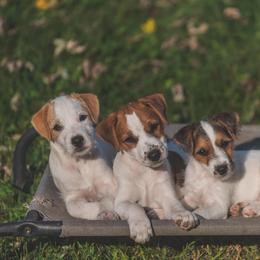 Jack Russell Terrier Puppies from Fleet Street Jack Russell Terriers