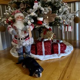 Millie Russian lines - Black and tan female Dachshund puppy in Call, Texas from Dachshund D’Amore