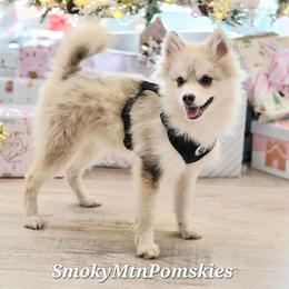 Otto 2000 CHRISTMAS SALE - Merle male Pomsky puppy in Christiana, Tennessee from Smoky Mountain Pomskies