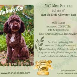 Poodle puppies from Ohana Doodles