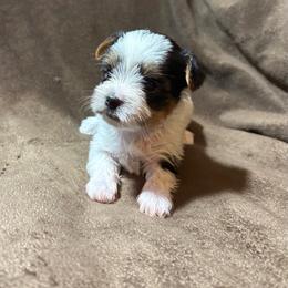 Candi - Parti female Yorkshire Terrier puppy in Florence, Alabama from Yorkies of Forest Creek