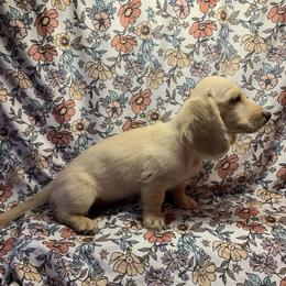 Girl 2 - Cream female Dachshund puppy in Vinton, Iowa from Lerch Family Dachshunds