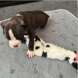 Girl 1 - Brindle female Boxer puppy in Lakeland, Florida from Cote's Boxers