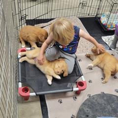 Nova Scotia Duck Tolling Retriever Puppies from Mystic Tollers