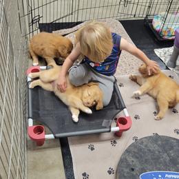 Nova Scotia Duck Tolling Retriever Puppies from Mystic Tollers