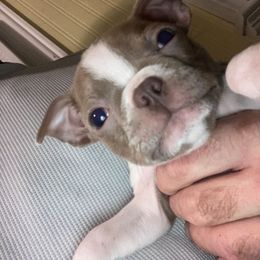 Terry - Lilac female Boston Terrier puppy in Star, North Carolina from Meatloaf's Boston