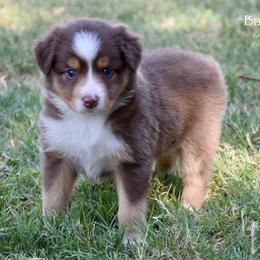 Bashy - Red tri female Miniature Australian Shepherd puppy in Evant, Texas from Lazy VT Bar Ranch