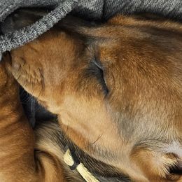 Dachshunds from Rachel's Dachshunds