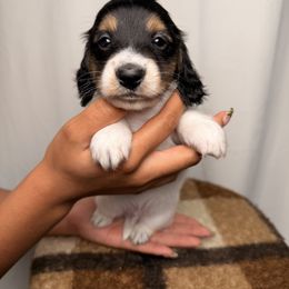 Indigo - Piebald male Dachshund puppy in Santa Rosa, California from Signatures Mini Dachshunds