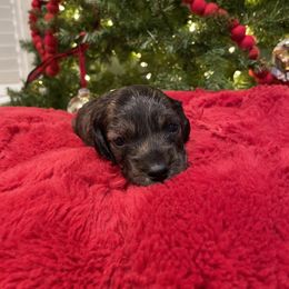 Dachshund Puppies from Miss Ginny’s Minis