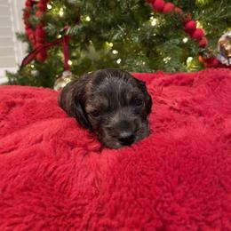 Dachshund Puppies from Miss Ginny’s Minis