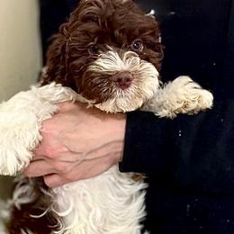 Boy 1 - Chocolate male Australian Labradoodle puppy in Ocala, Florida from Vinton Valley Australian Labradoodles