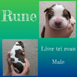 Rune - Tri-Roan male English Springer Spaniel puppy in Florida from Thunderbird Springers