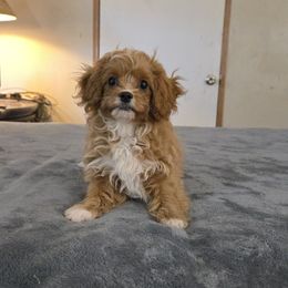 Alex - Red male Cavapoo puppy in Copan, Oklahoma from Tatums cavapoos