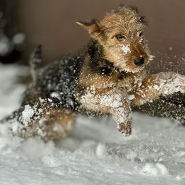 Chili - Airedale Terrier puppy from Aim High Airedales & German Shorthaired Pointers