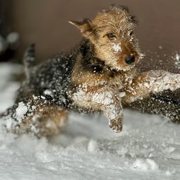 Chili - Airedale Terrier puppy from Aim High Airedales & German Shorthaired Pointers