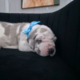 Jack - Harlequin male Great Dane puppy in Granby, Missouri from HCR Great Danes