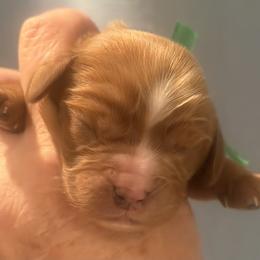Thorn Ridge - Ruby male Cavalier King Charles Spaniel puppy in Ridgeville, South Carolina from Misty Meadow Cavaliers
