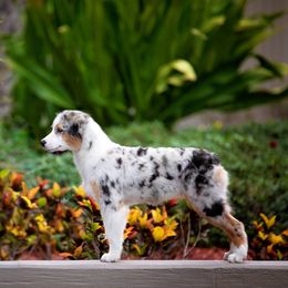 Australian Shepherd Puppies from NorthBeach Aussies