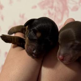 Dachshunds from Darling Doxies