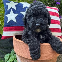 Lincoln - Parti male Poodle puppy in Canfield, Ohio from Poo's Doo's & Inu's