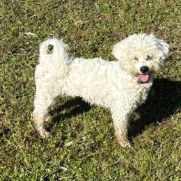 Bichon Frises and Italian Greyhounds from Kindred Meadows Kennel