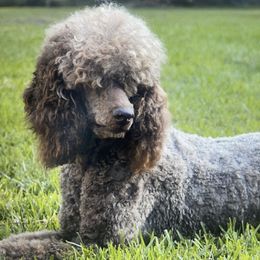 Charlie - Poodle