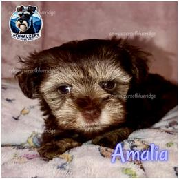 Amalia - Liver female Miniature Schnauzer puppy in Spruce Pine, North Carolina from Schnauzers of Blue Ridge