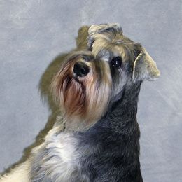 Sky - Miniature Schnauzer