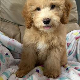 Crosby - Buff male Cockapoo puppy in Winnsboro, Texas from Happy Hollow Ranch