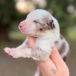 Fisher AKC - Red merle male Australian Shepherd puppy in Polk City, Florida from Skaky Shepherds