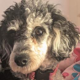 Cavalier King Charles Spaniels, Cavapoos, and Poodles from Puppy Adventures LLC