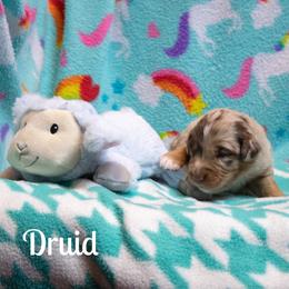 Druid - Red merle male Australian Shepherd puppy in Benton City, Washington from Eventide Australian Shepherds