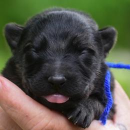 Blue boy - Sable male German Shepherd puppy in Clarkrange, Tennessee from Vom Wolff