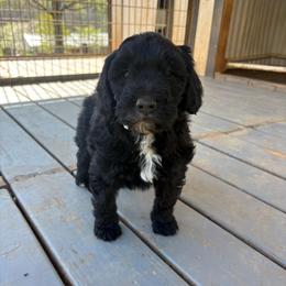 Girl 1 - Black female Double Doodle puppy in Jonesborough, Tennessee from Dry Creek Siberians