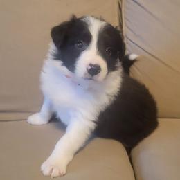 Bruiser - Black and white male Border Collie puppy in Caledonia, Michigan from Magnolia Acres