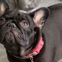 Nova - French Bulldog